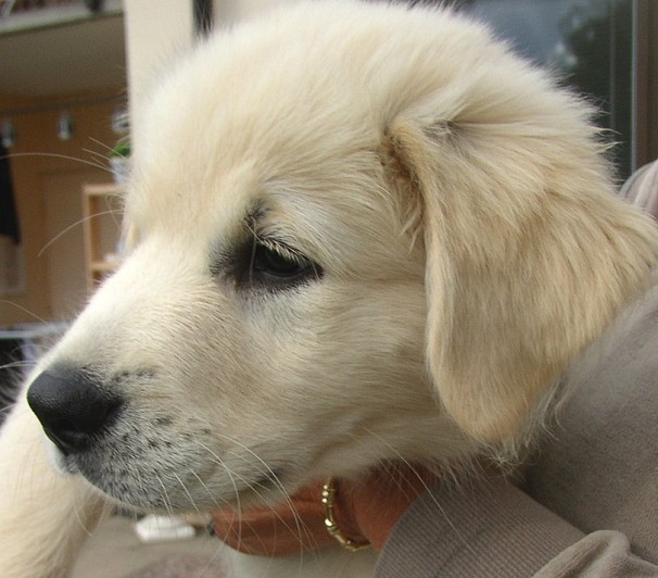 Cute little puppy 1281000602_c35895dd2c_o