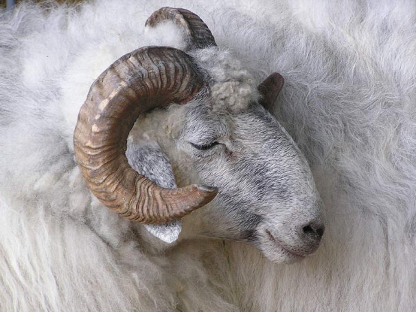 Is this a white goat? 171474579_0e55ef1993_o