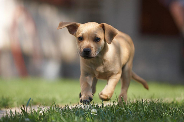 Running fast brown dog 2741653860_468fda7e7a_z
