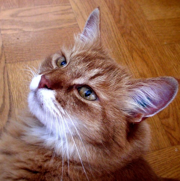 Cute little kitten 634556562_034ce1ae60_o